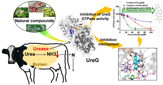 奶产品质量与风险评估团队发现新的高效植物源瘤胃脲酶抑制剂白屈菜赤碱