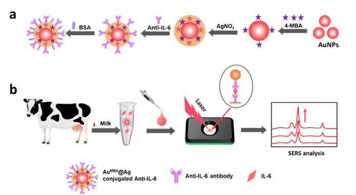 图   基于SERS纳米标签的免疫渗滤法检测奶牛乳腺炎症因子IL-6.jpg