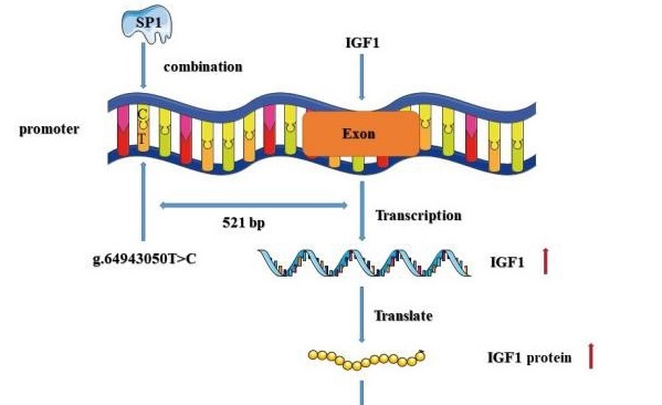 肉羊遗传育种团队揭示IGF1启动子区新SNP位点调控山羊产羔数的分子机制