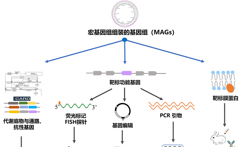 奶产品质量与风险评估团队综述宏基因组指导未培养微生物分离培养新方法