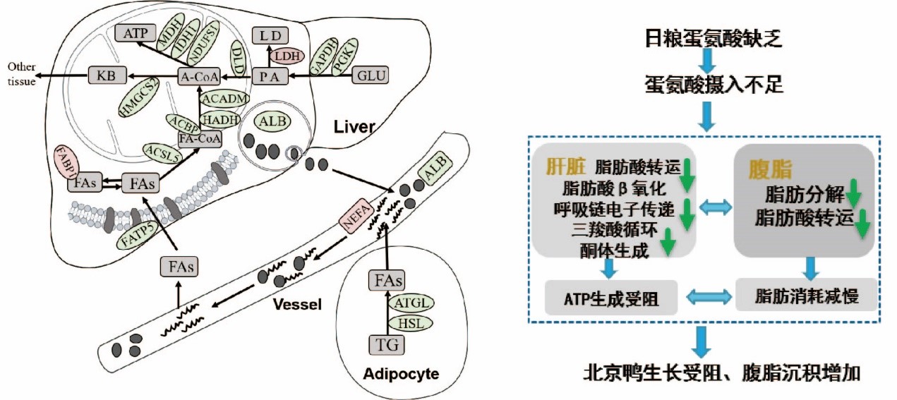 水禽育种与营养团队揭示蛋氨酸调控北京鸭脂肪沉积机制