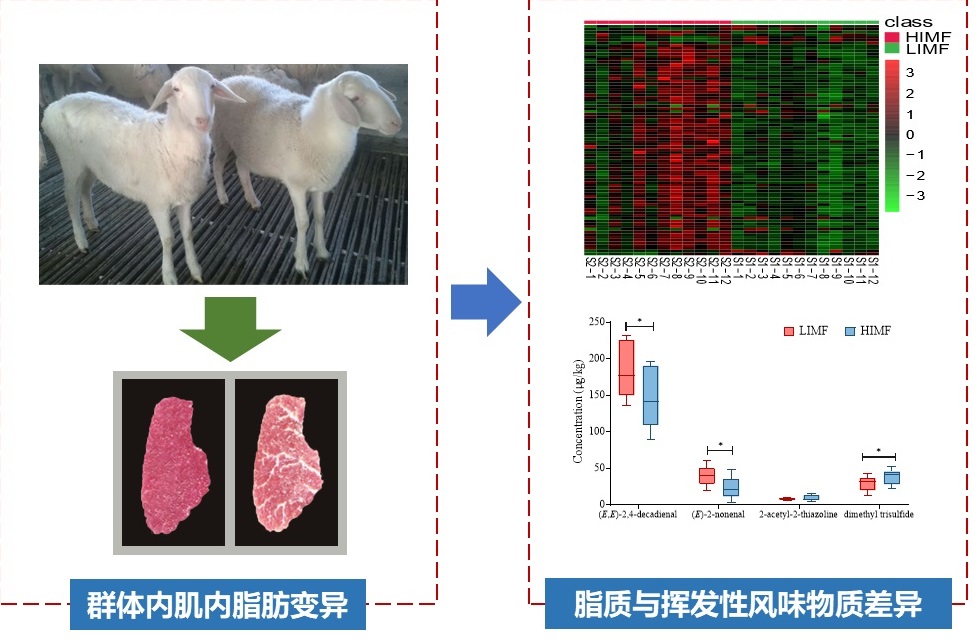 优质功能畜产品创新团队解析肉羊肌内脂肪组成及其对羊肉风味的影响