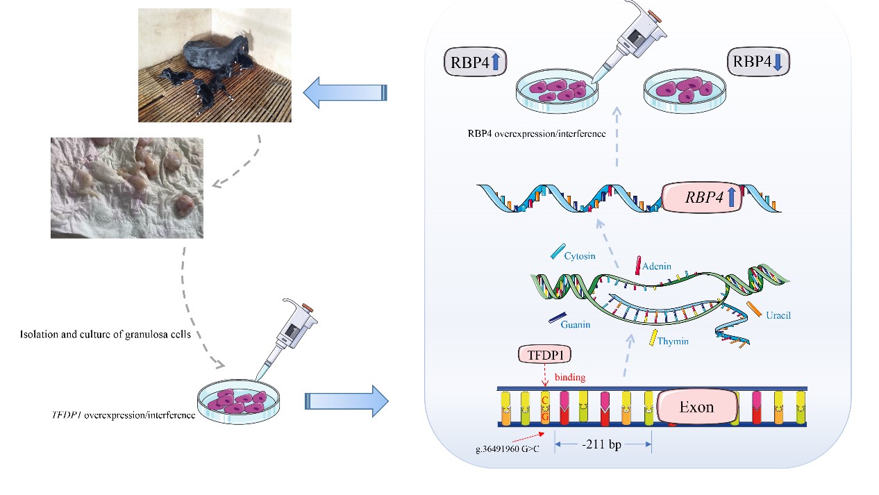 肉羊遗传育种团队研究发现转录因子TFDP1通过上调RBP4的转录表达促进山羊颗粒细胞增殖