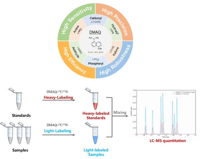 新型多功能衍生剂（DMAQ）提高质谱定量分析的准确性和灵敏度
