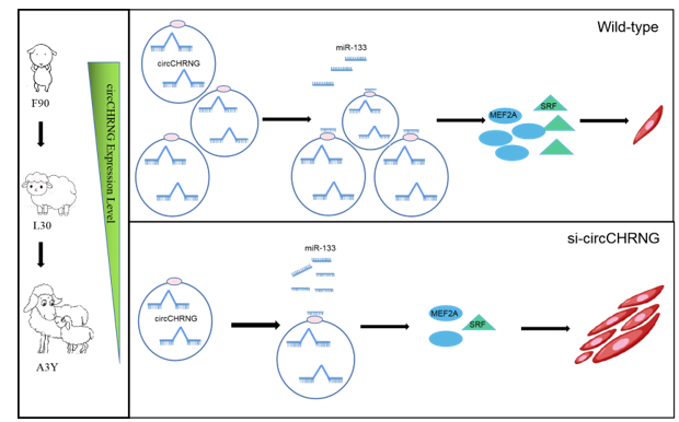 畜禽资源保护与利用团队在环状RNA调控绵羊骨骼肌生长发育作用及机制取得新进展