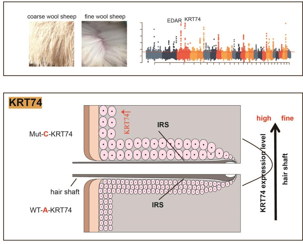 畜禽种质资源保护与利用科技创新团队发现调控羊毛细度和密度的主效基因突变