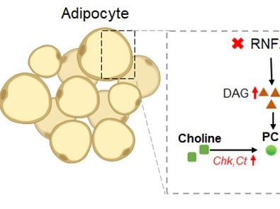 动物基因工程与种质创新团队发现Rnf20调控脂-肌“对话”的分子机制