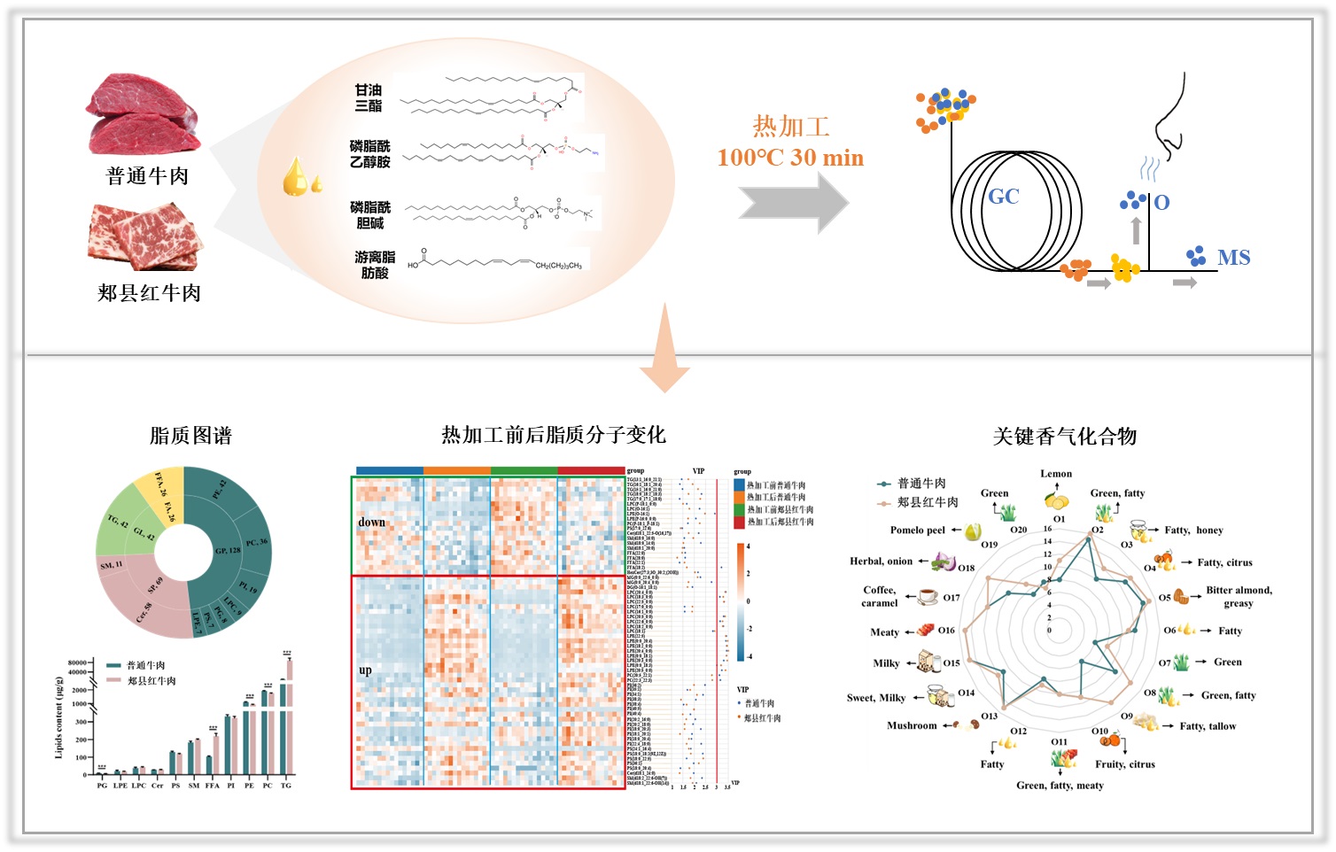 优质功能畜产品创新团队揭示脂质对牛肉风味形成的重要作用