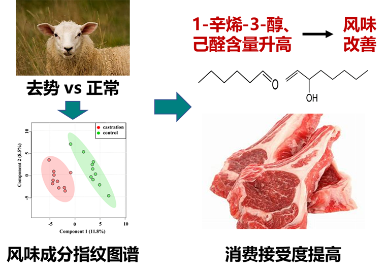 牧医所优质功能畜产品创新团队发现去势改善羊肉风味