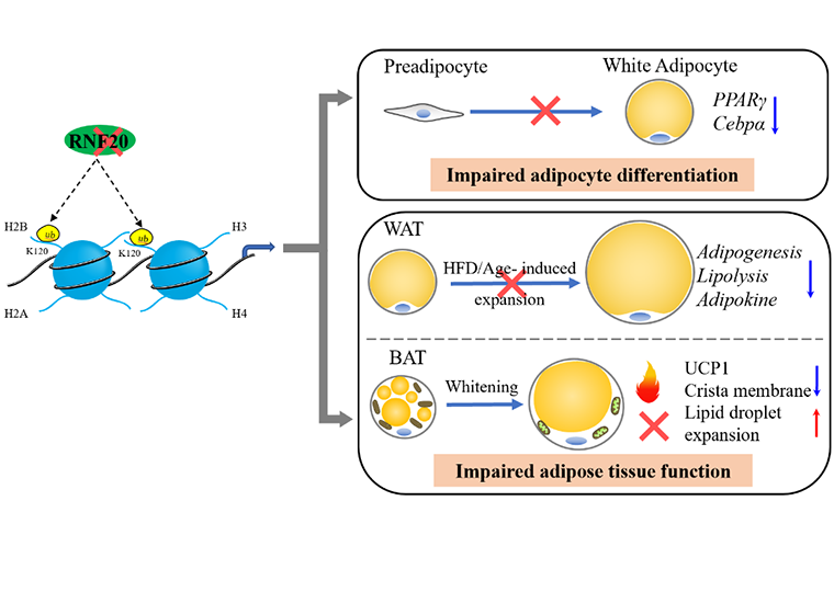 基因工程与种质创新团队发现Rnf20对脂肪组织发育和产热的调控作用