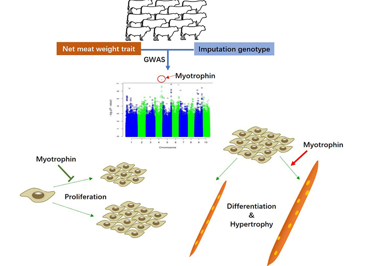 牛遗传育种创新团队发现肉牛净肉重性状调控新基因