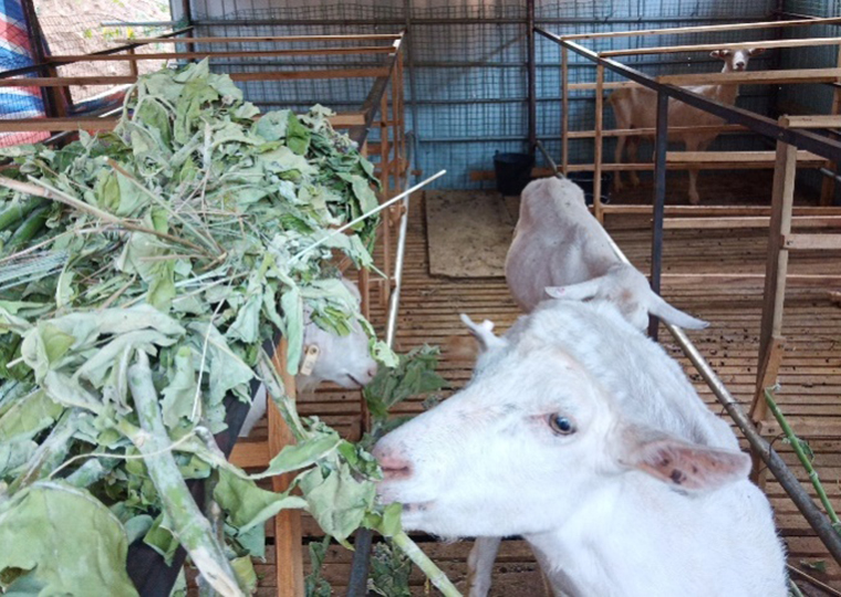 牧医所反刍动物营养创新团队发现萝藦科植物牛角瓜可提高瘤胃氮素转化效率