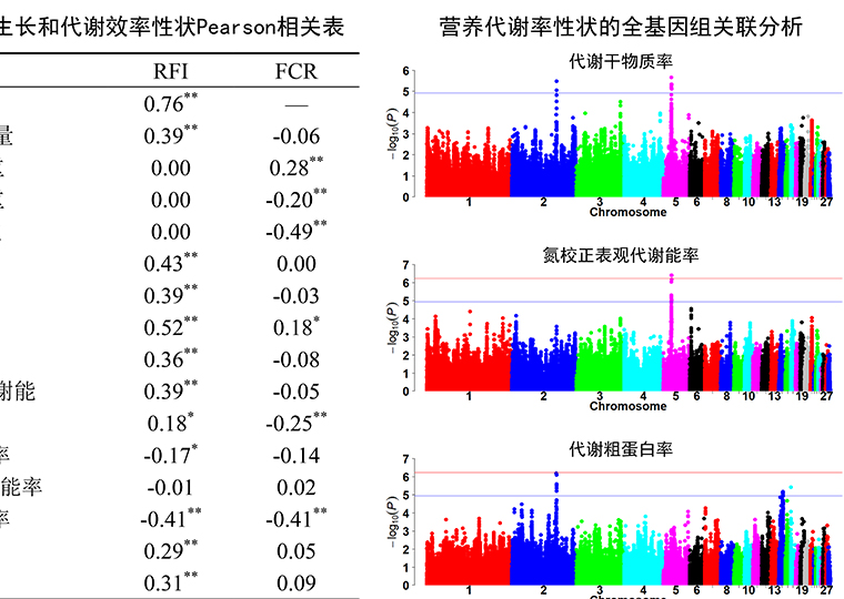 牧医所应用遗传学和营养学结合的创新策略深入解析肉鸡饲料报酬性状