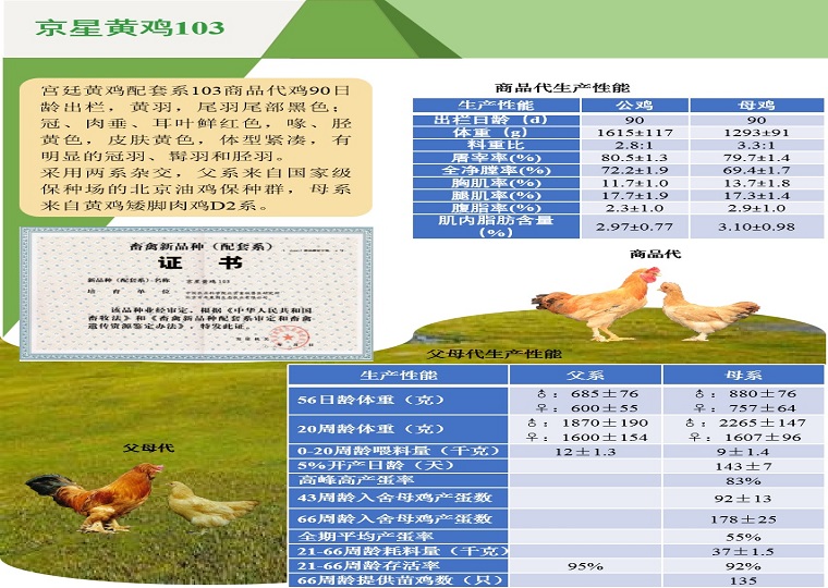 京星黄鸡103配套系