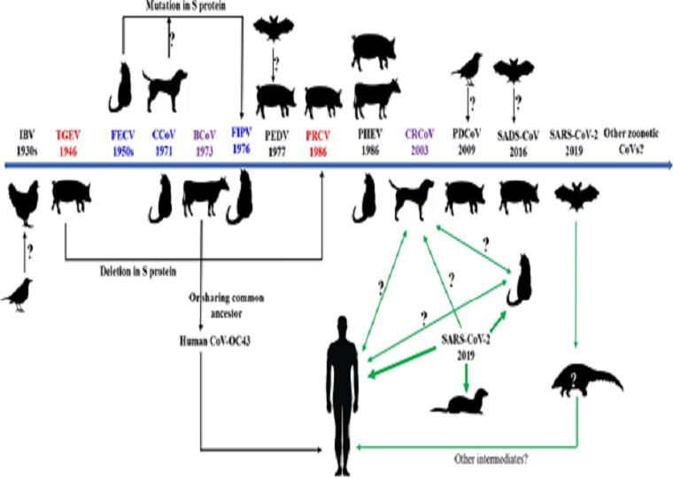 宠物疫病防控团队综述动物冠状病毒与新型冠状病毒最新研究进展