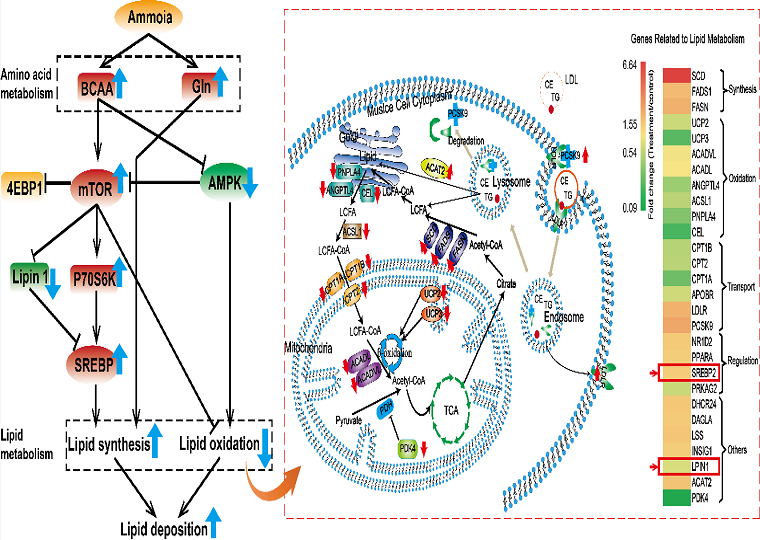 家畜营养与调控创新团队揭示高氨暴露导致猪骨骼肌脂质代谢紊乱的机制