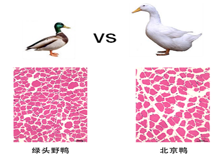 水禽育种与营养科技创新团队成功克隆鸭肌纤维直径主效基因