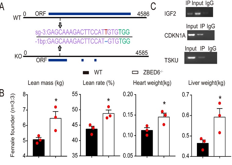 畜禽种质资源保护与利用科技创新团队揭示ZBED6对猪生长发育影响及作用机制